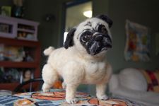 Pug Albert